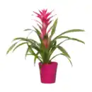 Bild 4 von GARDENLINE Guzmania / Vriesea