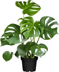 Fensterblatt Monstera Deliciosa 80cm hoch 21 cm Topf