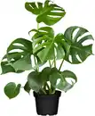 Bild 1 von Fensterblatt Monstera Deliciosa 80cm hoch 21 cm Topf