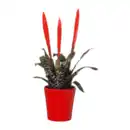 Bild 3 von GARDENLINE Guzmania / Vriesea