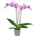 Bild 1 von GARDENLINE Orchidee