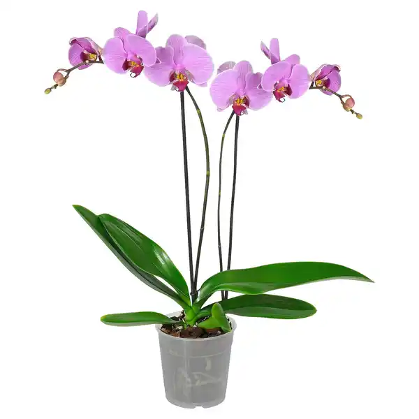 Bild 1 von GARDENLINE Orchidee