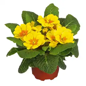 Kissen-Primel verschiedene Farben Topf-Ø ca. 11 cm Primula