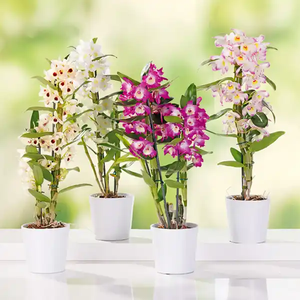 Bild 1 von Dendrobium nobile