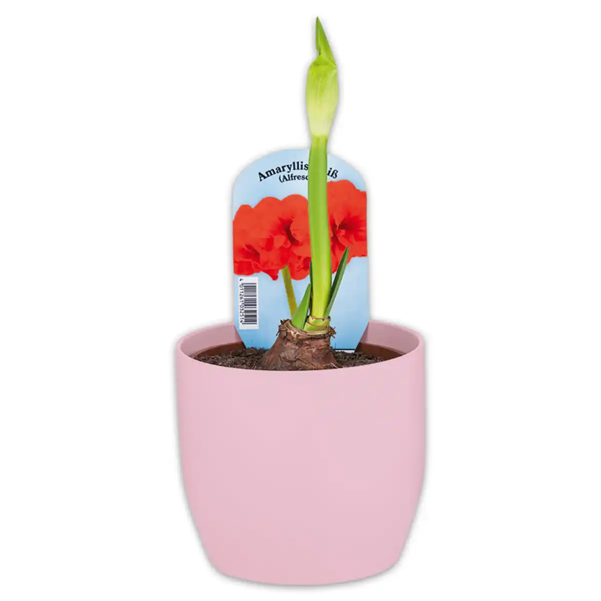 Bild 2 von Amaryllis