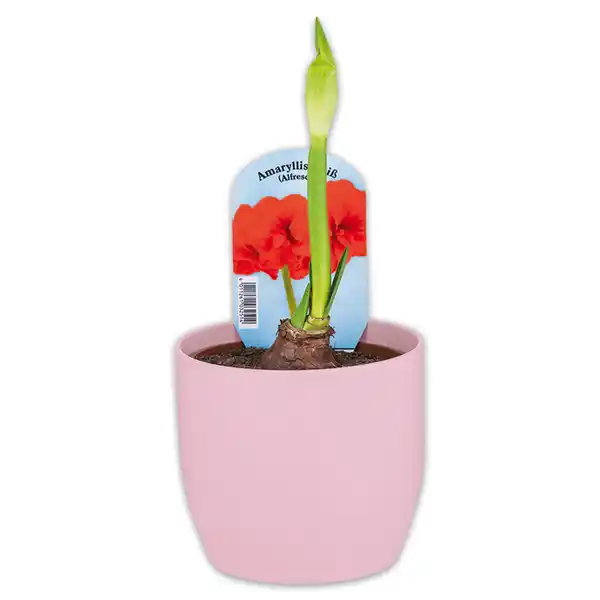 Bild 2 von Amaryllis
