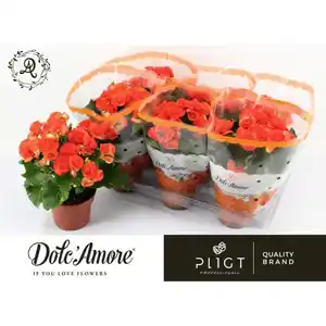 Gartenkrone Begonie, Begonia Elatior-Hybriden, Blütenfarbe: orange