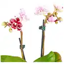 Bild 4 von Gartenkrone Schmetterlingsorchidee, Phalaenopsis hybride, Blüte: mehrfarbig, im Topf