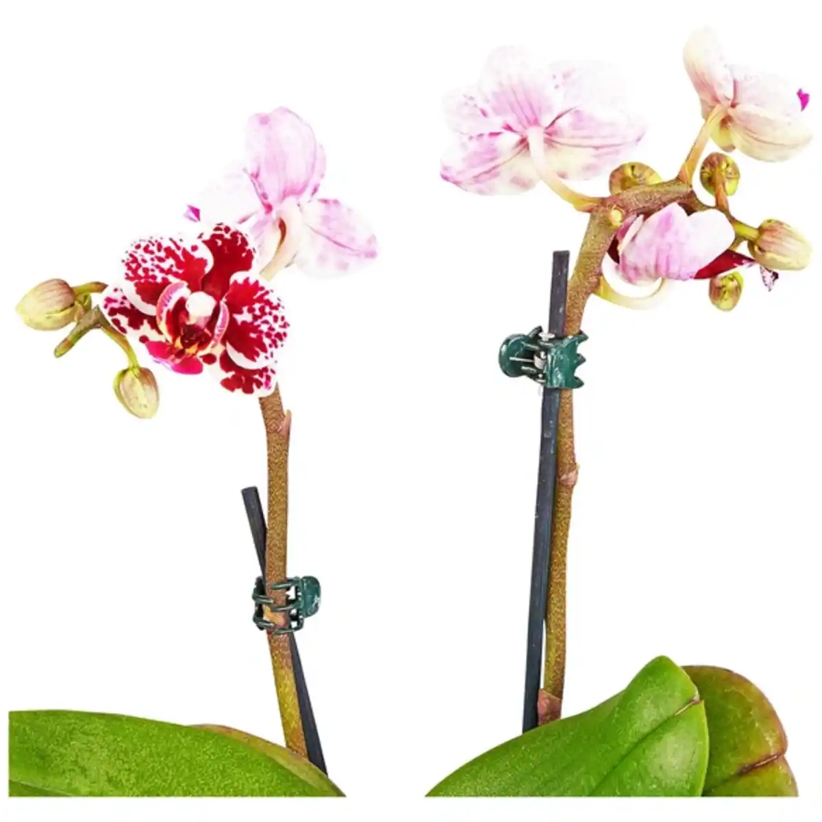 Bild 4 von Gartenkrone Schmetterlingsorchidee, Phalaenopsis hybride, Blüte: mehrfarbig, im Topf