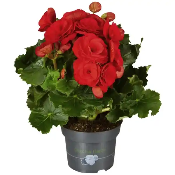 Bild 1 von Gartenkrone Begonie, Begonia Elatior-Hybriden, Blütenfarbe: rot