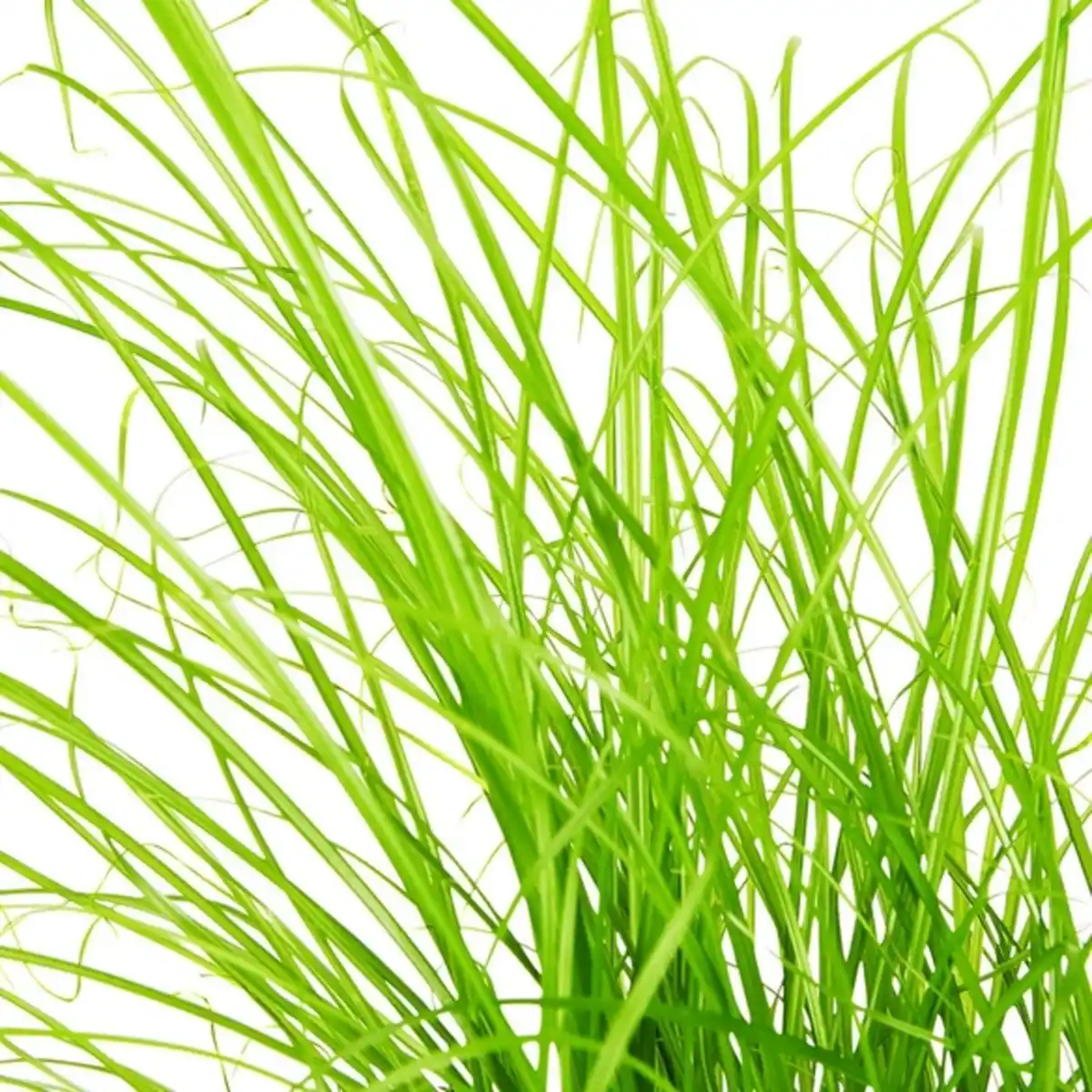 Bild 3 von Gartenkrone Katzengras, Cyperus zumula