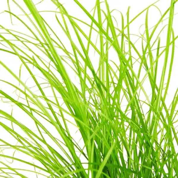 Bild 3 von Gartenkrone Katzengras, Cyperus zumula