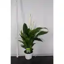 Bild 2 von Gartenkrone Einblatt, Spathiphyllum wallisii, Blütenfarbe: weiß