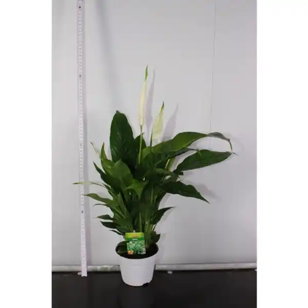 Bild 2 von Gartenkrone Einblatt, Spathiphyllum wallisii, Blütenfarbe: weiß