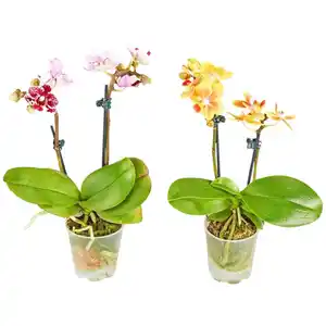 Gartenkrone Schmetterlingsorchidee, Phalaenopsis hybride, Blüte: mehrfarbig, im Topf