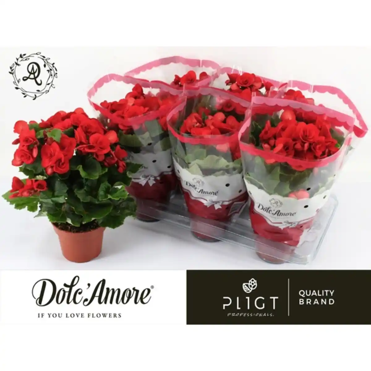 Bild 2 von Gartenkrone Begonie, Begonia Elatior-Hybriden, Blütenfarbe: rot