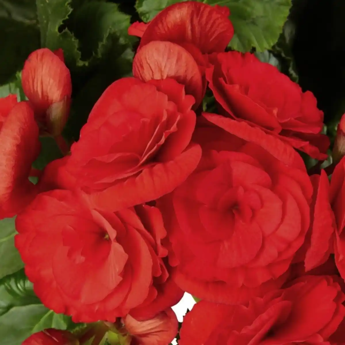 Bild 4 von Gartenkrone Begonie, Begonia Elatior-Hybriden, Blütenfarbe: rot