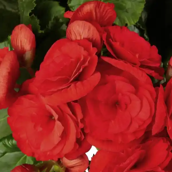 Bild 4 von Gartenkrone Begonie, Begonia Elatior-Hybriden, Blütenfarbe: rot