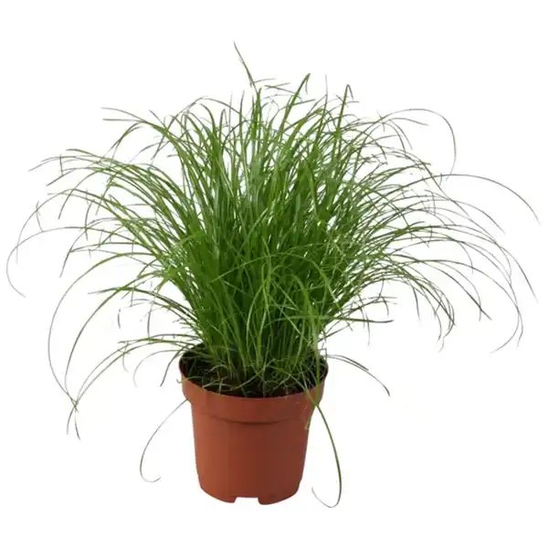 Bild 2 von Gartenkrone Katzengras, Cyperus zumula