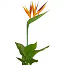 Bild 2 von Gartenkrone Paradiesvogelblume, Strelitzia reginae »Kunstblüte«, Blütenfarbe: orange