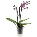 Bild 2 von Gartenkrone Schmetterlingsorchidee, Phalaenopsis hybride, Blüte: mehrfarbig, im Topf