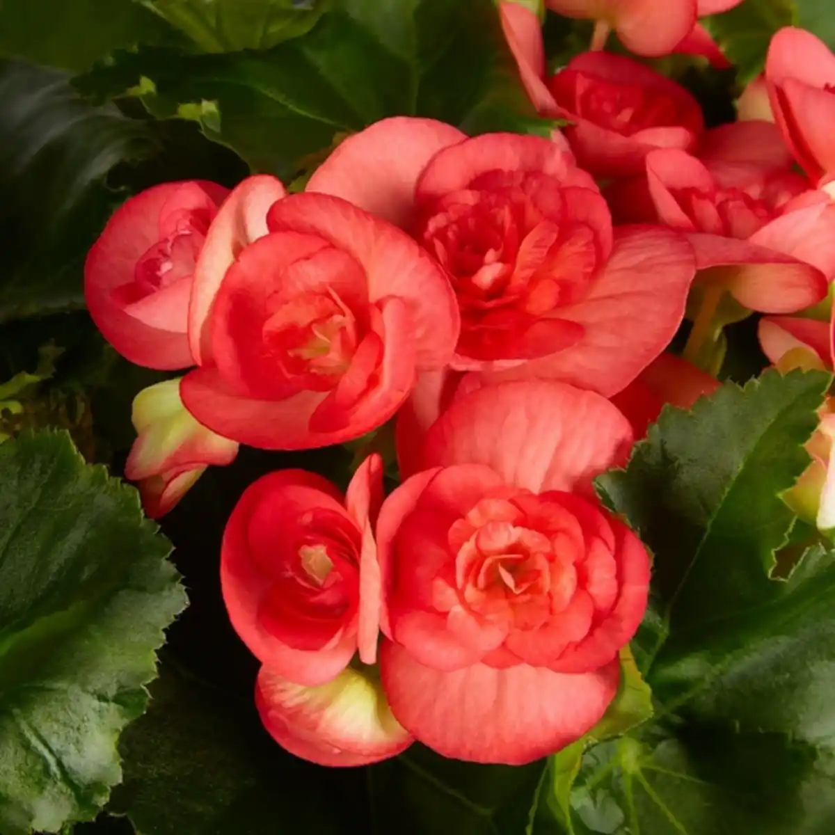 Bild 4 von Gartenkrone Begonie, Begonia Elatior-Hybriden »rosa«, Blütenfarbe: rosa