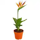 Bild 1 von Gartenkrone Paradiesvogelblume, Strelitzia reginae »Kunstblüte«, Blütenfarbe: orange