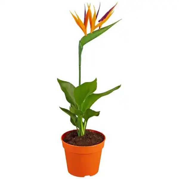 Bild 1 von Gartenkrone Paradiesvogelblume, Strelitzia reginae »Kunstblüte«, Blütenfarbe: orange