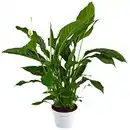 Bild 1 von Gartenkrone Einblatt, Spathiphyllum wallisii, Blütenfarbe: weiß