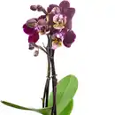 Bild 3 von Gartenkrone Schmetterlingsorchidee, Phalaenopsis hybride, Blüte: mehrfarbig, im Topf