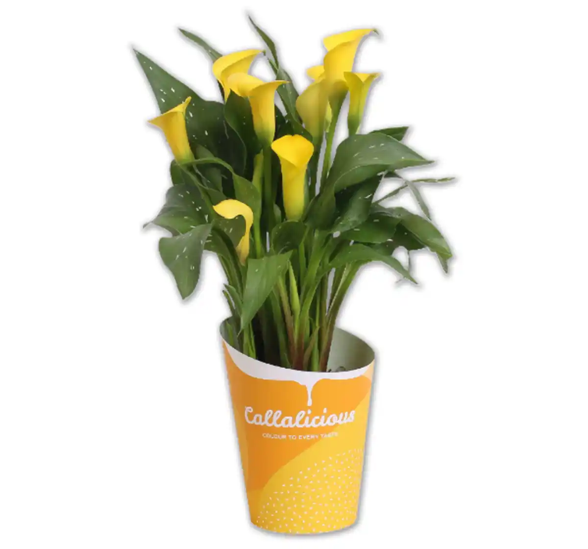 Bild 1 von Zimmerkalla*