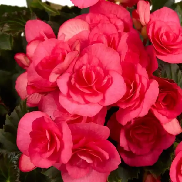 Bild 4 von Gartenkrone Begonie, Begonia Elatior-Hybriden »rosa«, Blütenfarbe: rosa