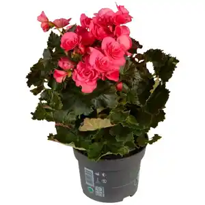 Gartenkrone Begonie, Begonia Elatior-Hybriden »rosa«, Blütenfarbe: rosa