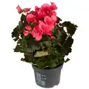 Bild 1 von Gartenkrone Begonie, Begonia Elatior-Hybriden »rosa«, Blütenfarbe: rosa