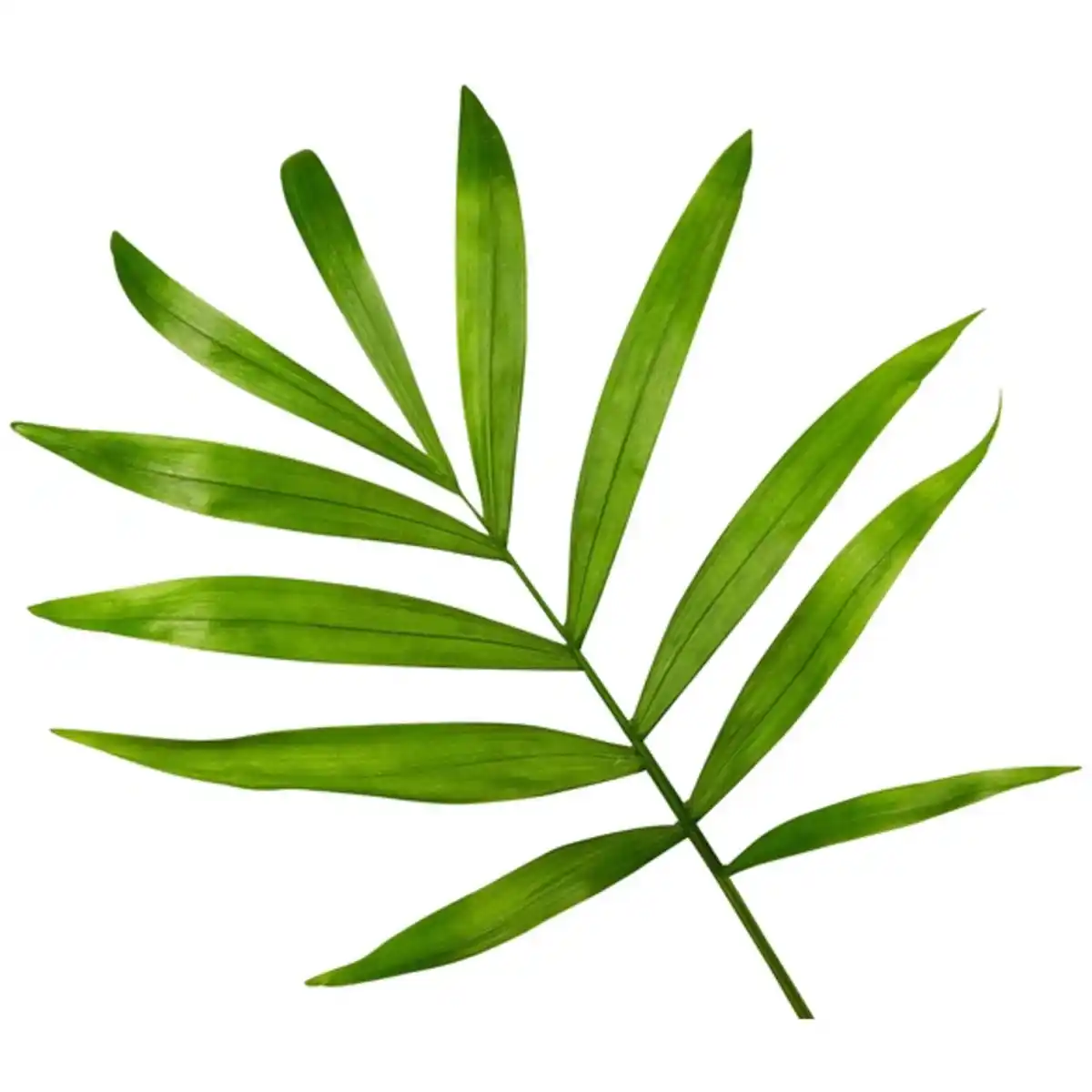 Bild 3 von Gartenkrone Bergpalme Chamaedorea elegans