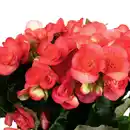 Bild 3 von Gartenkrone Begonie, Begonia Elatior-Hybriden »rosa«, Blütenfarbe: rosa