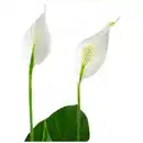 Bild 4 von Gartenkrone Einblatt, Spathiphyllum wallisii, Blütenfarbe: weiß