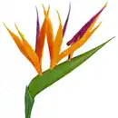 Bild 3 von Gartenkrone Paradiesvogelblume, Strelitzia reginae »Kunstblüte«, Blütenfarbe: orange