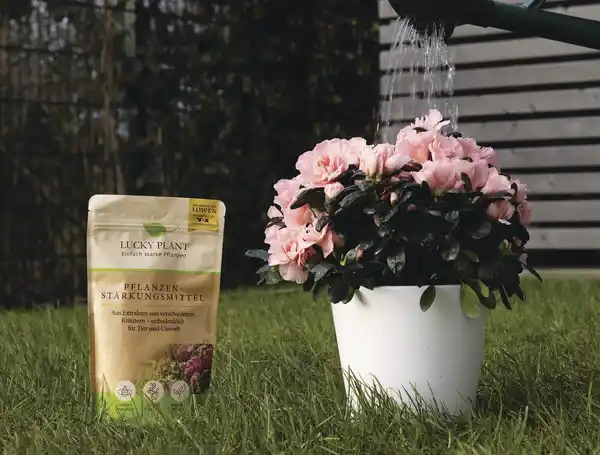 Bild 4 von Lucky Plant Pflanzenstärkung Pulver, 200 g