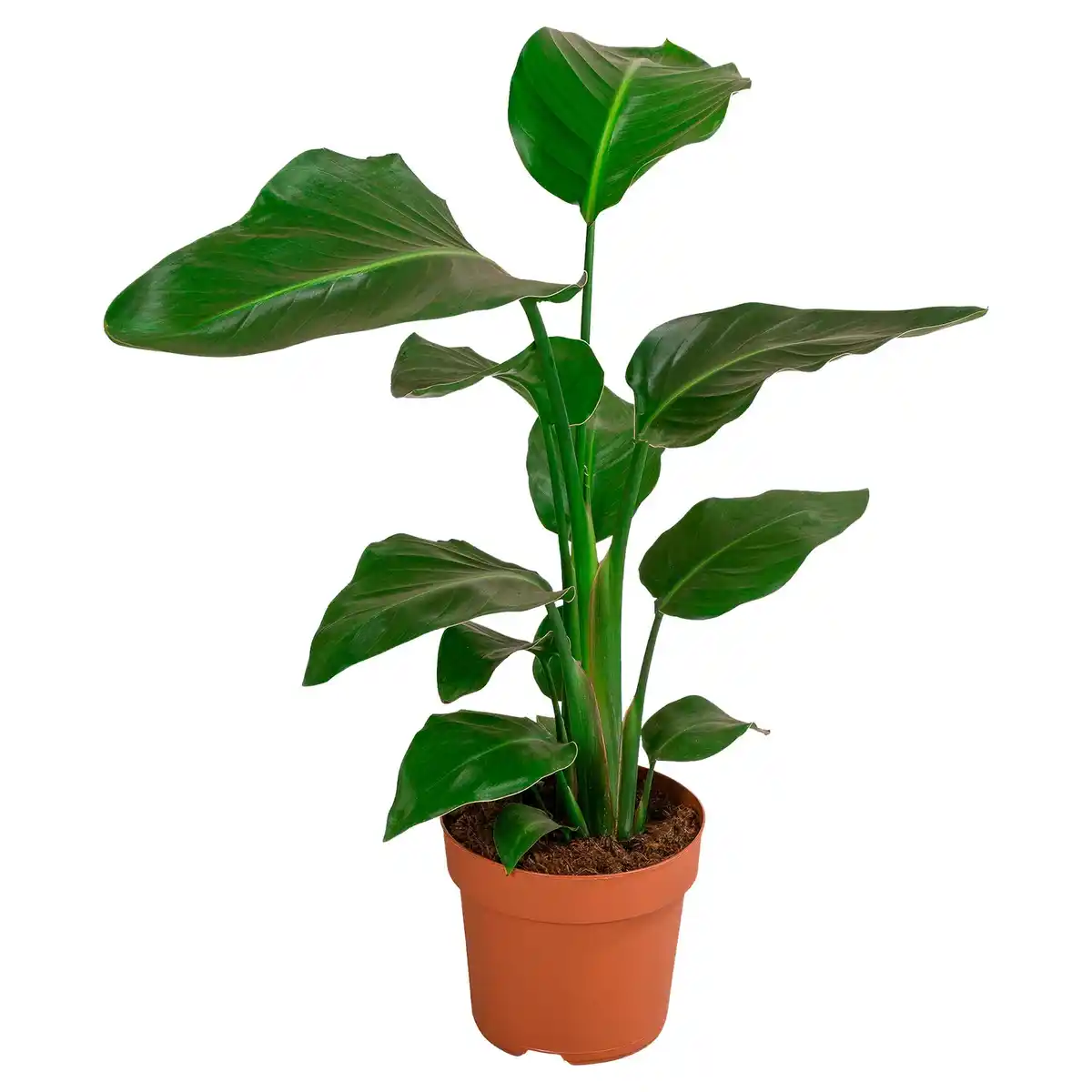 Bild 1 von GARDENLINE Baum-Strelitzie