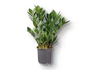 Zamioculcas