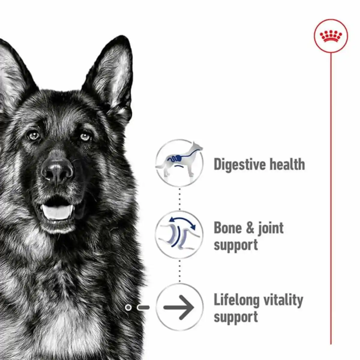 Bild 2 von ROYAL CANIN MAXI Ageing 8+ Trockenfutter für ältere große Hunde 2x15kg