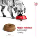 Bild 4 von ROYAL CANIN MAXI Ageing 8+ Trockenfutter für ältere große Hunde 2x15kg