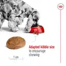 Bild 4 von ROYAL CANIN MEDIUM Adult 7+ Trockenfutter für ältere mittelgroße Hunde 4kg