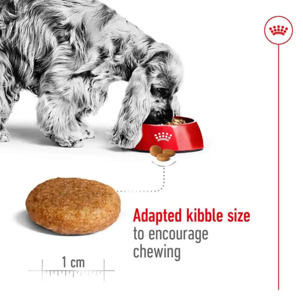 Bild 4 von Royal Canin Size Health Nutrition Medium Adult 4kg