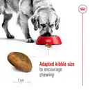 Bild 4 von ROYAL CANIN MAXI Adult Trockenfutter für große Hunde 15kg