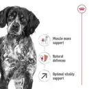 Bild 2 von ROYAL CANIN MEDIUM Adult 7+ Trockenfutter für ältere mittelgroße Hunde 4kg