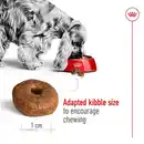 Bild 4 von ROYAL CANIN MEDIUM Ageing 10+ Trockenfutter für ältere mittelgroße Hunde 2x15kg