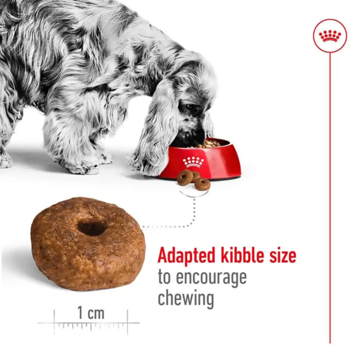 Bild 4 von ROYAL CANIN MEDIUM Ageing 10+ Trockenfutter für ältere mittelgroße Hunde 2x15kg