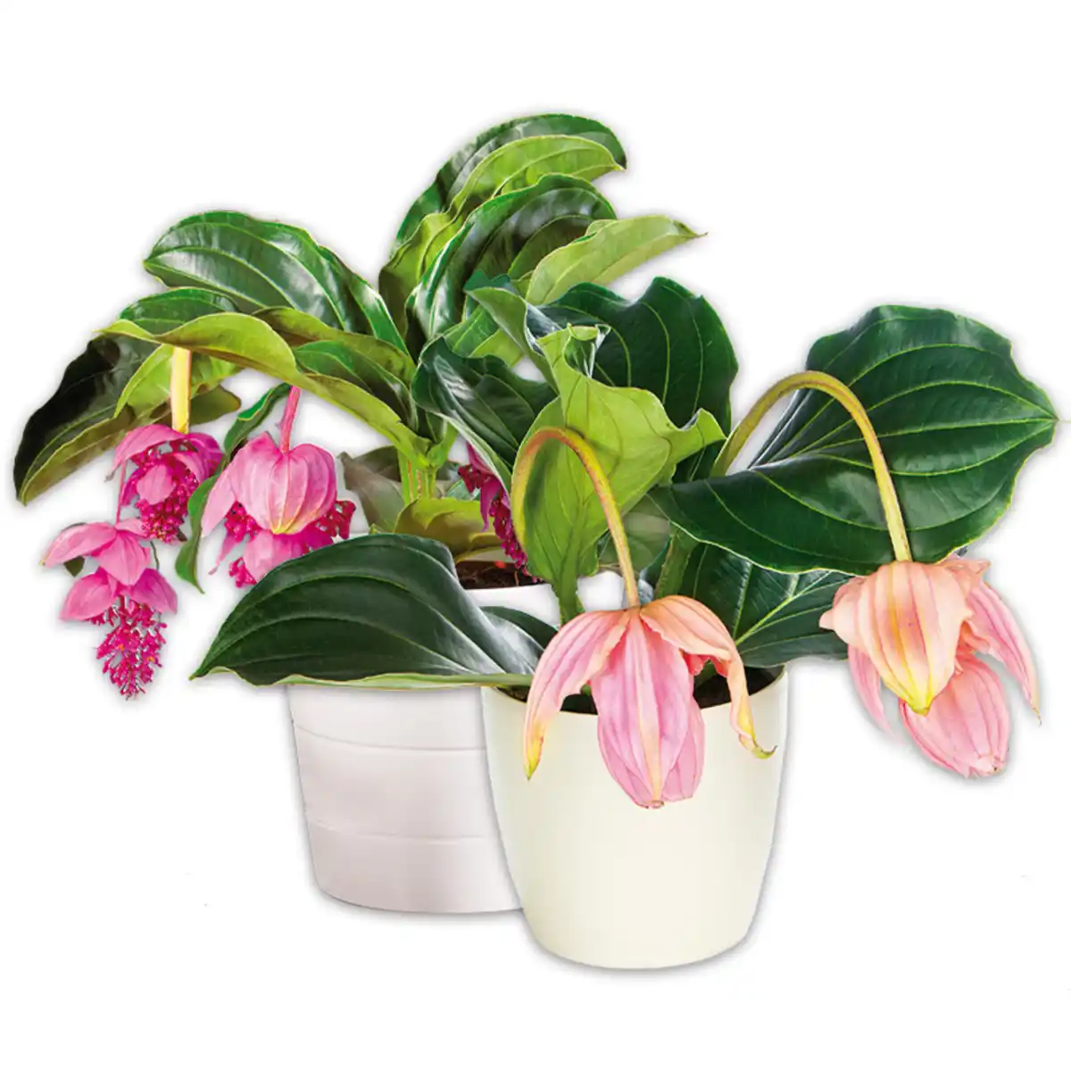 Bild 1 von Medinilla magnifica